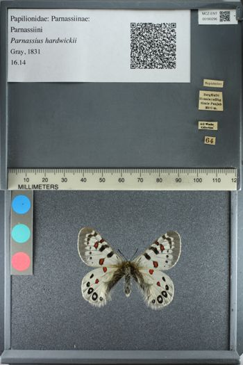 Media type: image;   Entomology 180296